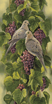 Vineyard-Mourning Doves<br>by Rosemary Millette